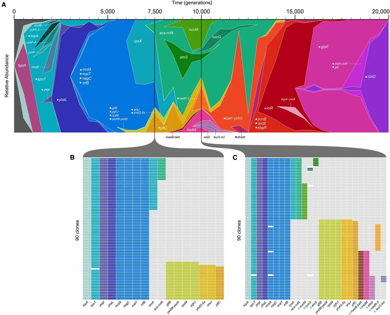 Genetics mullerplot main